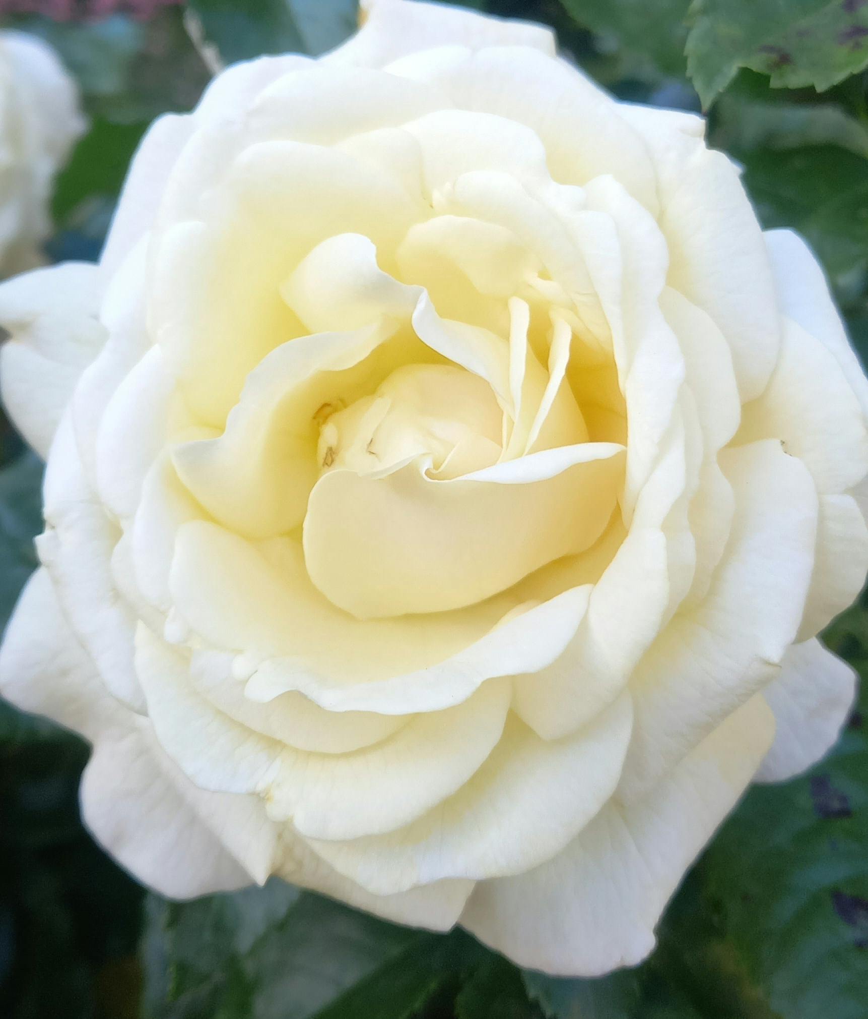 weiße Rose 2